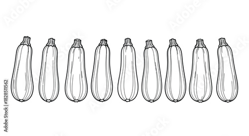 Row of hand drawn zucchini vegetables isolated on white background