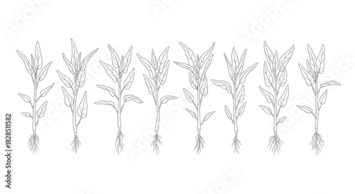 Line art illustration of various plants with roots and leaves