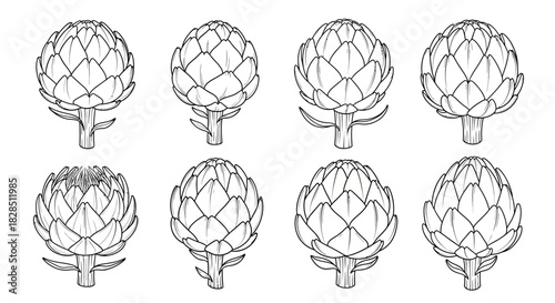 Collection of hand drawn artichoke illustrations on white background