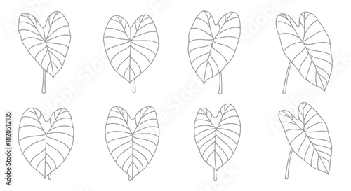 Collection of eight hand drawn elephant ear plant leaves in a sketch style