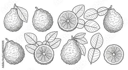 Hand drawn sketch of bergamot citrus fruits with leaves and slices