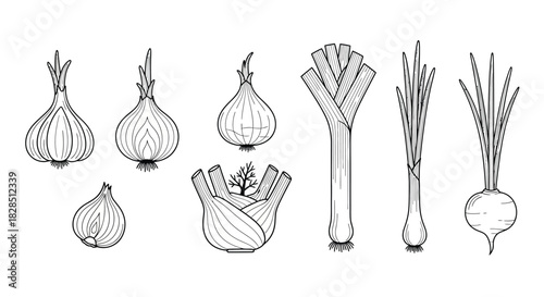 Hand drawn sketch of various root vegetables and herbs on white background