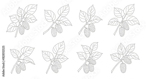 Collection of hand drawn outline illustrations of radishes with leaves