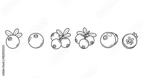 Hand drawn sketch of blueberries and blueberries on a branch