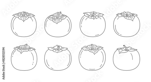 Collection of hand drawn persimmon fruit illustrations in black and white outline style