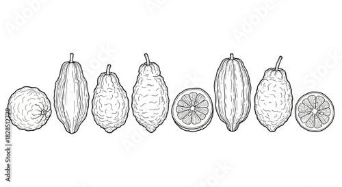 Hand drawn sketch of etrog citron fruits and slices on white background