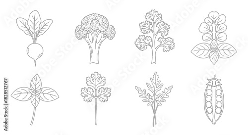 Collection of hand drawn vegetable illustrations in black and white line art