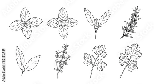 Collection of hand drawn botanical illustrations of various herbs and leaves