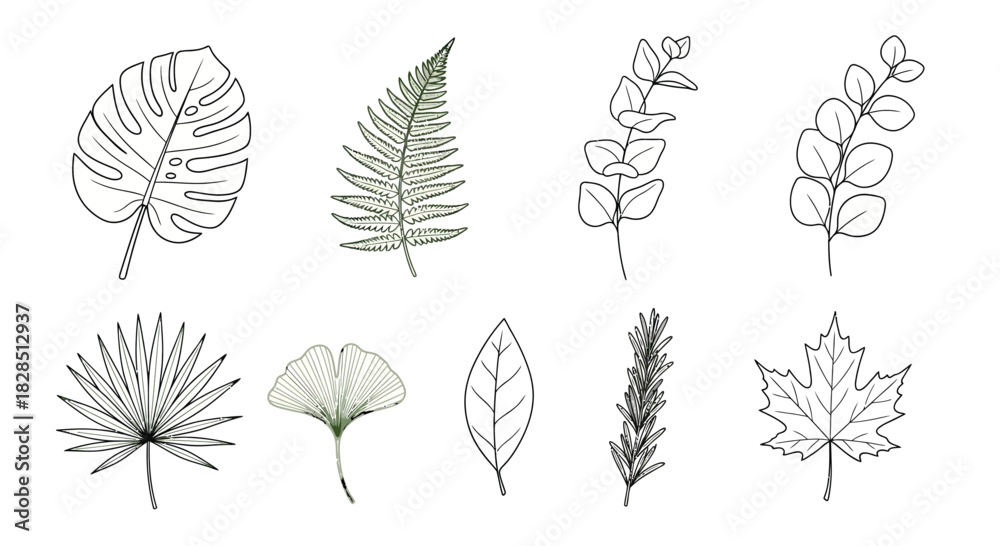 Fototapeta premium Collection of hand drawn botanical illustrations of various leaves