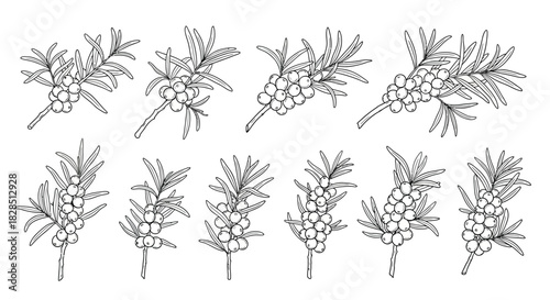 Collection of hand drawn botanical illustrations of berries and leaves