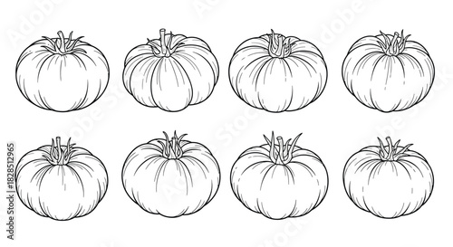 Hand drawn sketch of eight ripe tomatoes isolated on white background
