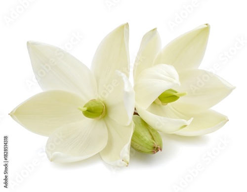 Two delicate white flowers with pale green centers and a closed bud, against a clean white background