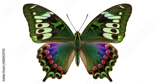 Isolated butterfly with colorful wings in vibrant green, purple, red, and black colors