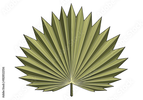 Palm leaf silhouette