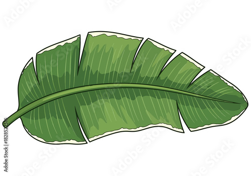 Single Green Banana Leaf Illustration