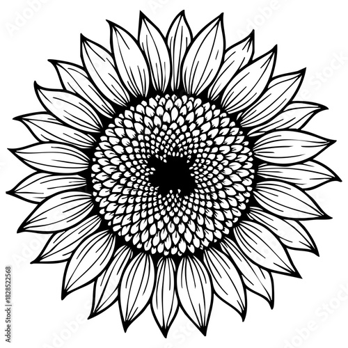 sunflower head detailed