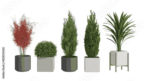Assortment of Potted Plants Including a Red Plumed Grass and Two Cypress Trees Keywords: potted plants, indoor plants, greenery, foliage, garden, home decor, interior