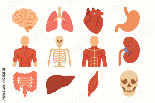 Collection of Human Anatomy Organs and Systems Illustrations.