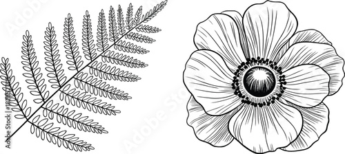 Flower Anemone Botanical Fern Clipart Pairing Frond Monochrome
