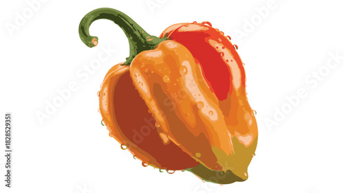 Vibrant Orange and Red Bell Pepper Covered in Water Droplets on a White Background vegetable