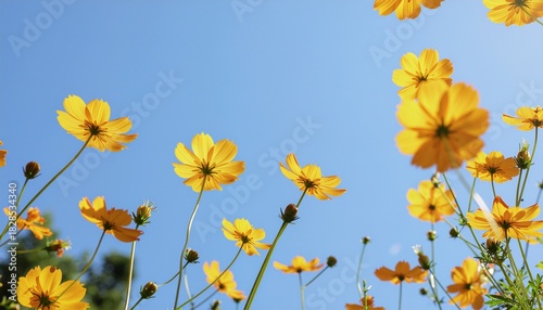 cosmos yellow flowers against blue sky background