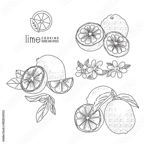 Hand-drawn lime with a line art engraved style.