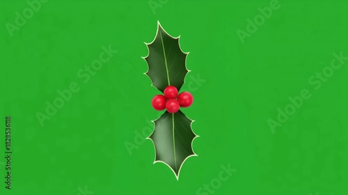 Christmas Green Screen Festive Holly Sprig on Green Background for Holiday Season Imagery