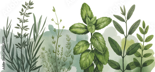 Watercolor Garden Botanical Washes Mint Background Sage Herb Green With