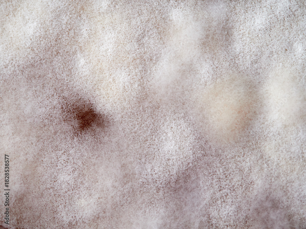 Fototapeta premium Kahm yeast is a thin and rather smooth “carpet”, which covers the entire surface