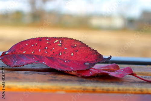ベンチの上で紅葉した枯れ葉を撮影