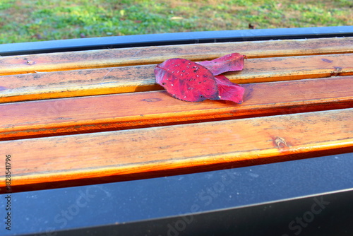 ベンチと紅葉した枯れ葉