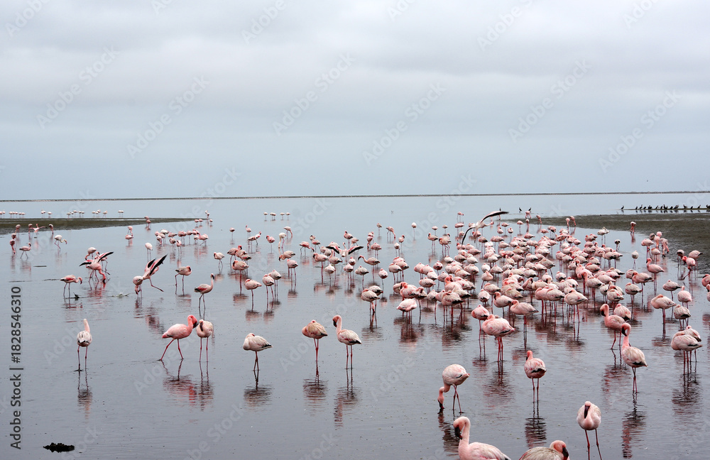 Naklejka premium Flamants rose a Swakopmund, Namibie