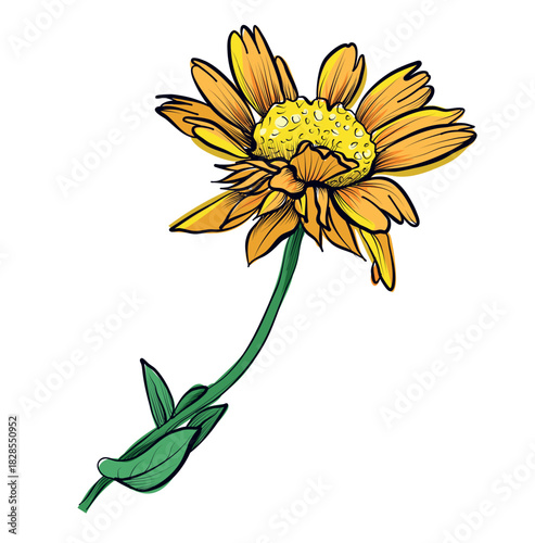 Yellow gaillardia flower botanical hand drawn illustration