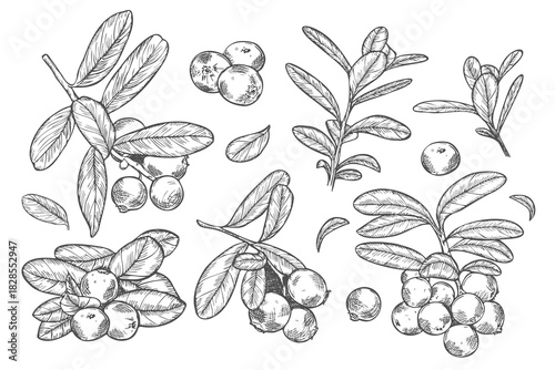 Cranberry. Black line sketch collection of fruits and berries isolated on white background. Doodle hand drawn fruits.