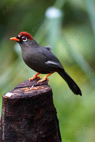 Chestnut-capped Laughingthrush