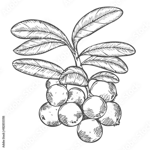 Cranberry branch on a white background. Hand drawn vector illustration of cranberry or cowberry.