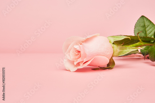 Single pink rosebud with green stem lying on soft pastel background, symbolizing love and tenderness