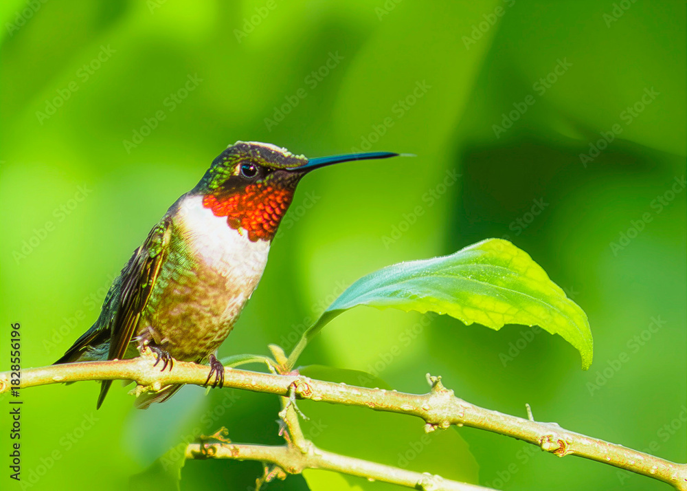 Fototapeta premium Hummingbirds are small birds that are important honey-related animals. It is a very small and colorful bird