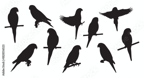 Diverse collection of exotic bird silhouettes, including parrots and parakeets, depicted in various poses like perching, flying, and standing. Ideal graphic assets for design, nature themes, and educa