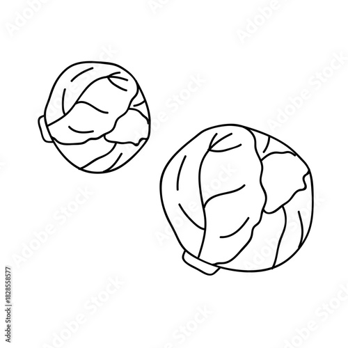 Brussels sprouts in doodle style on a white background. Food illustration, vegetarian
