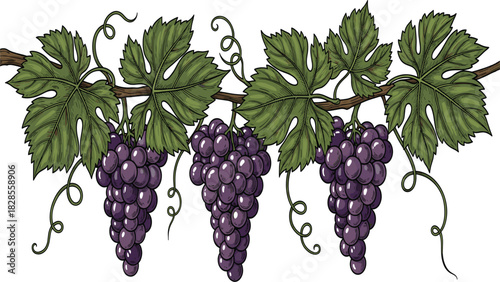 Grapevine border illustration ripe purple grapes green leaves hanging vine organic fruit winery design