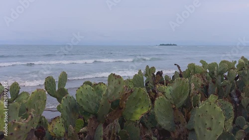 Nopales del mar 