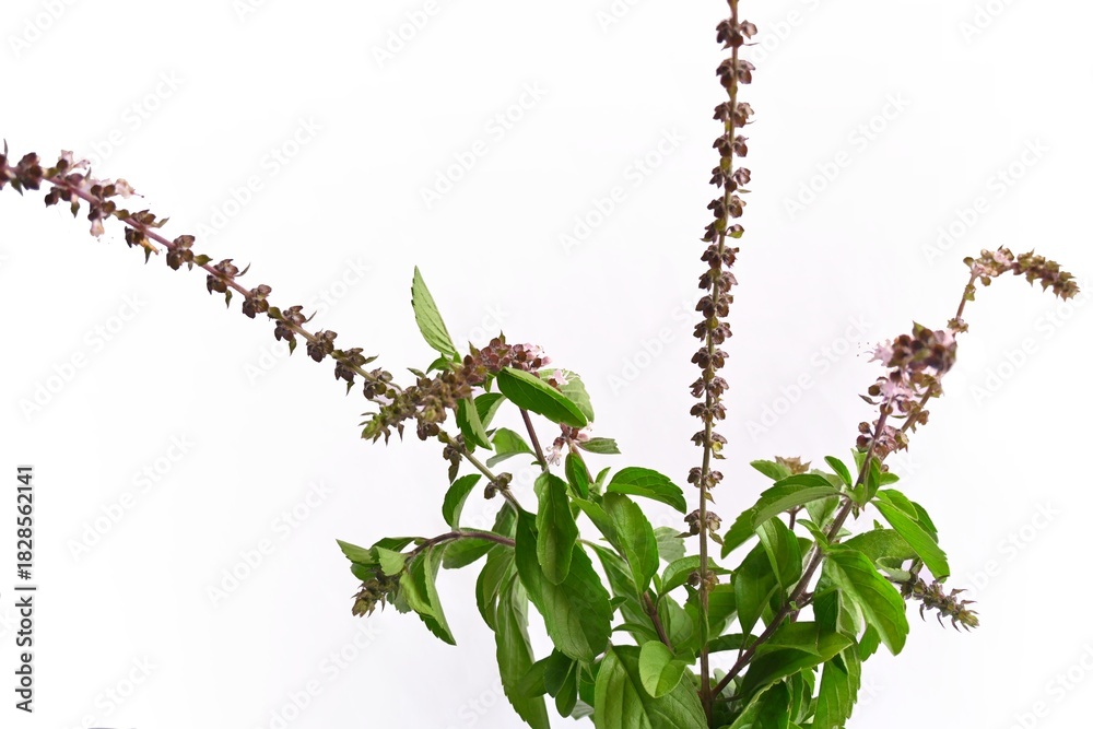 Naklejka premium green Tulsi, holy basil plant leaves with flowers isolated on white background