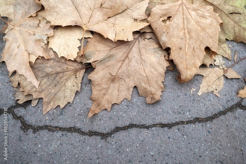 Fallen autumn leaves on the ground. Autumn background. Top view.