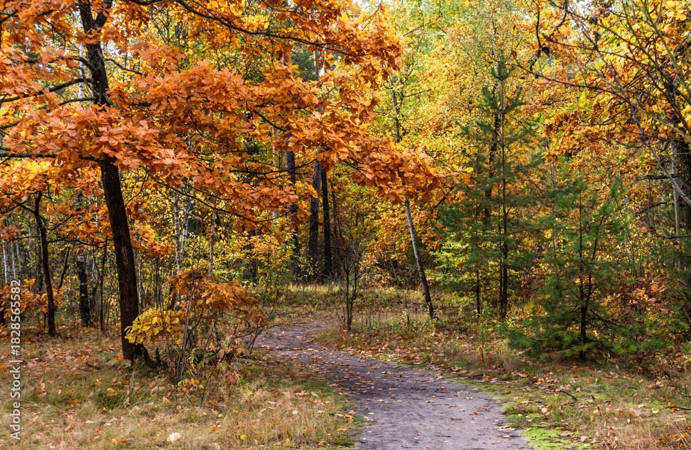 Obraz premium A walk in the autumn forest. Traveling along forest trails.