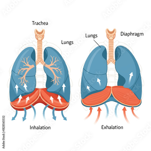 Human respiratory system diagram detailing the process of inhalation and exhalation, a scientific 2D flat vector illustration explaining crucial diaphragm movement isolated on white.