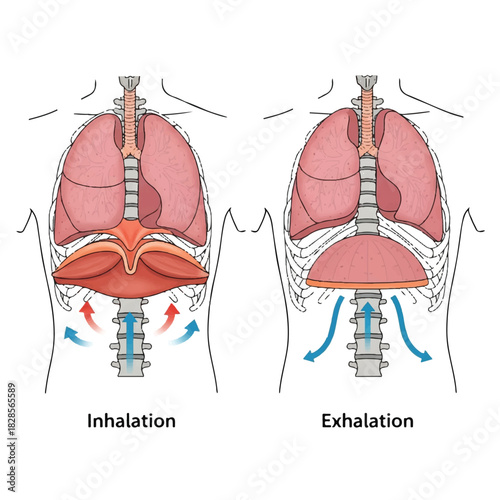 Diaphragm contraction during breathing is clearly illustrated in this educational 2D flat anatomical vector diagram, showcasing the mechanics of human respiration in a side-view orientation.