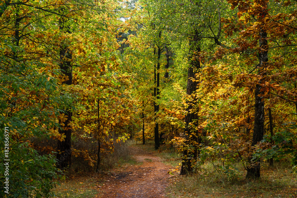 Naklejka premium A walk in the autumn forest. Traveling along forest trails.