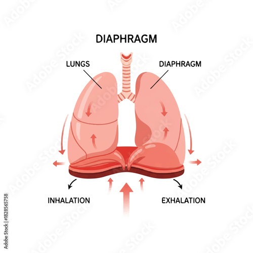 2D flat design anatomical infographic showing the human diaphragm assisting the respiratory lungs during the crucial breathing process, clearly isolated on a clean white background.