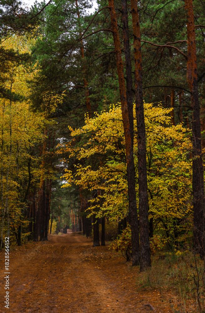 Obraz premium A walk in the autumn forest. Traveling along forest trails.